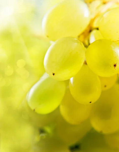 Primo piano di un grappolo d'uva — Foto Stock