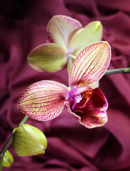 Orquídea (falaenopsis ) — Fotografia de Stock