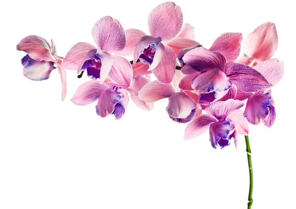 beyaz bir arka plan üzerinde izole orkide