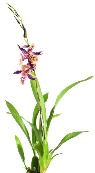 Orchidea su sfondo bianco — Foto Stock