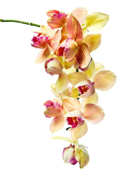 Orchidej izolovaných na bílém pozadí — Stock fotografie