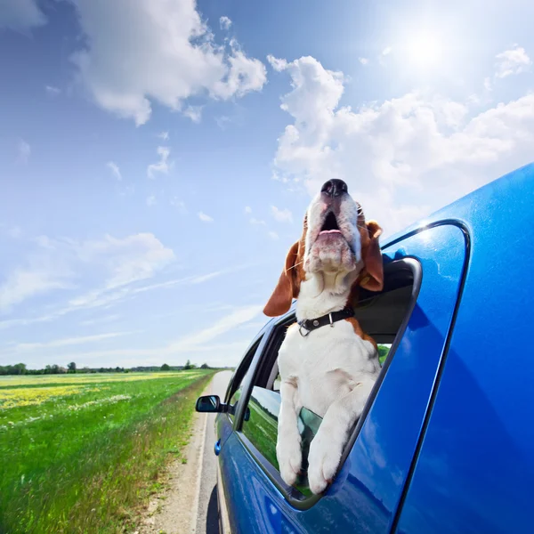 Hurra! Urlaub! lizenzfreie Stockbilder