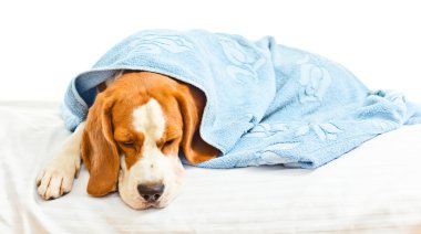 çok hasta bir köpek