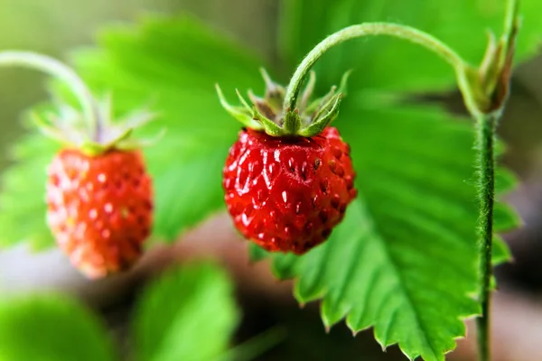 Wild strawberry — Stock Photo, Image