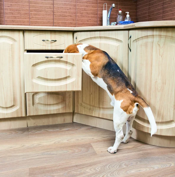 Beagle i kichen — Stockfoto