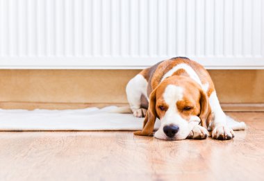 sıcak bir radyatöre yakın köpek