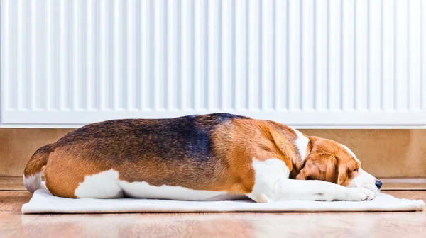 De hond in de buurt van een warme radiator — Stockfoto