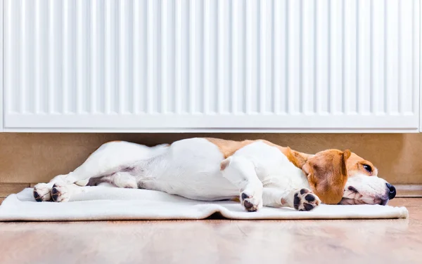 Hunden nära en varm radiator — Stockfoto
