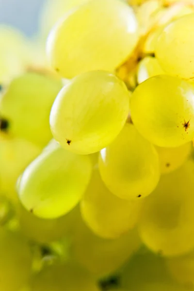 Close-up de um monte de uvas — Fotografia de Stock