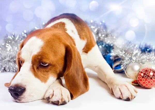 Sad hound — Stock Photo, Image