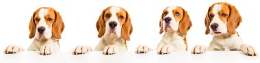Beyaz tablodan önce köpek