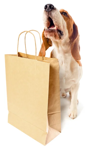 Hund mit Papiertüte — Stockfoto