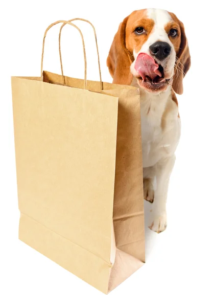 Hund mit Papiertüte — Stockfoto