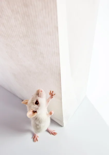 Ratto e sacchetto bianco — Foto Stock