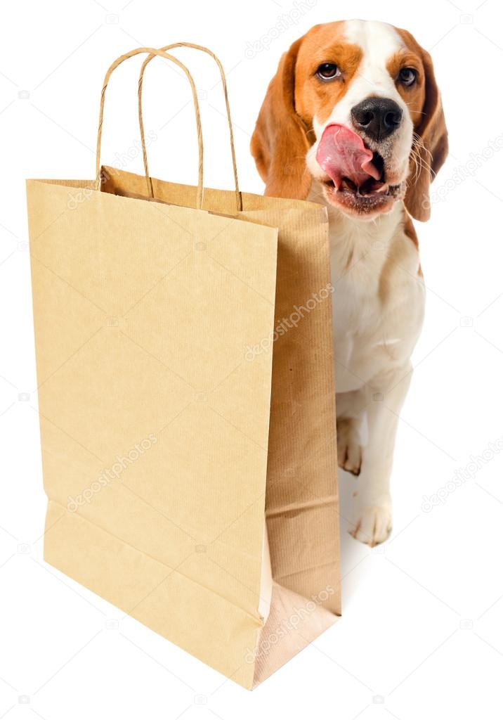 Dog with paper bag