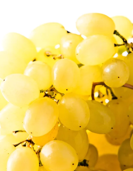 Grapes — Stock Photo, Image