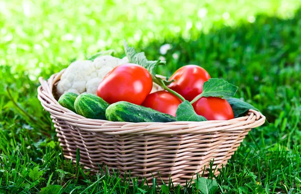 Vegetables in basket — Stock Photo, Image