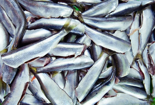 Ikan teri mentah segar — Stok Foto