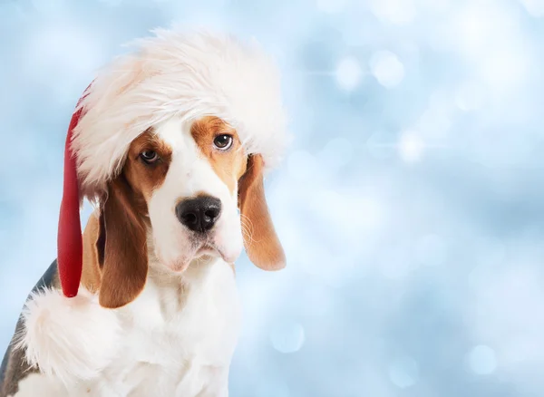 Beagle mit rotem Hut — Stockfoto