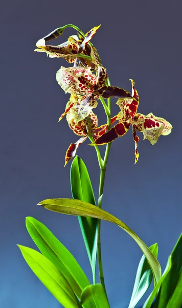 Orchidée sur fond sombre — Photo