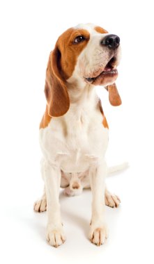 Beagle.