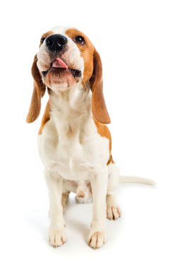 Beagle.