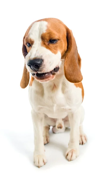 Beagle — Stock Photo, Image