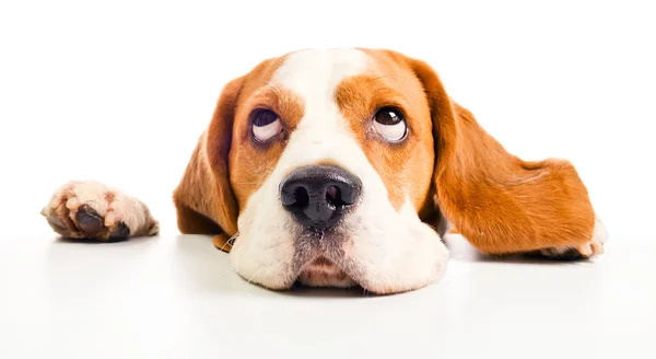 Beagle head — Stock Photo, Image