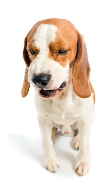 Beagle — Stockfoto