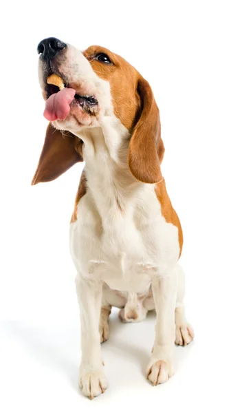 Beagle — Foto Stock