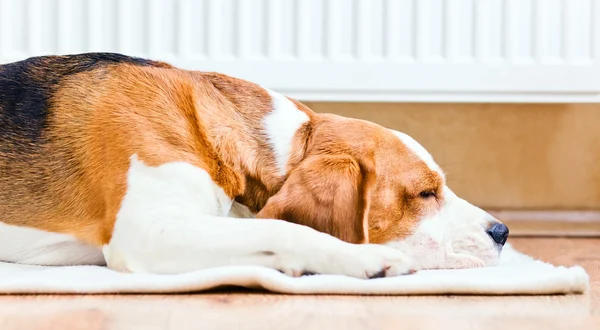 De hond in de buurt van een warme radiator — Stockfoto