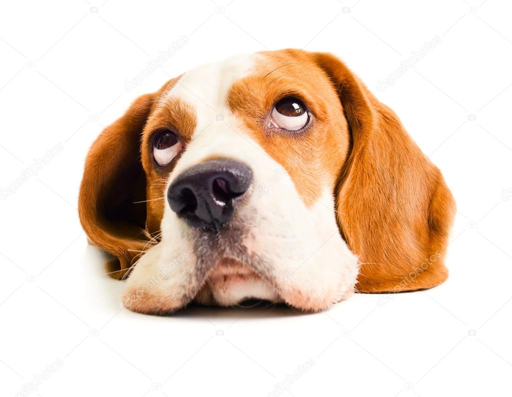 Beagle head