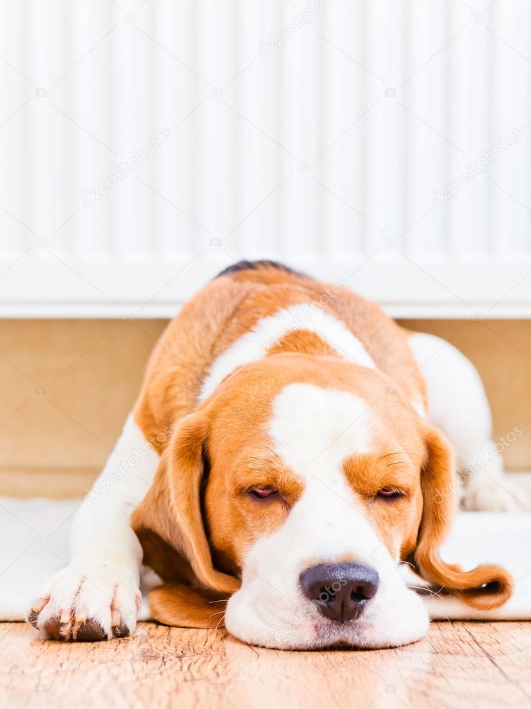 The dog near to a warm radiator