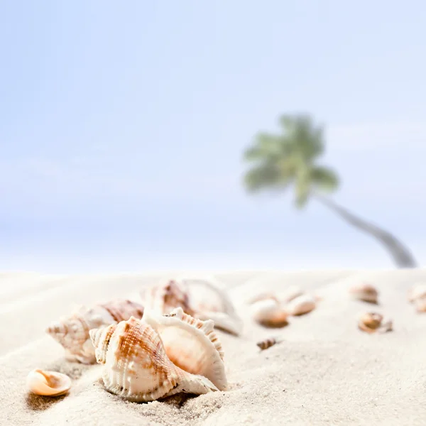 Cockleshells på en strand — Stockfoto