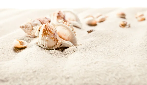 Cockleshells on sea sand — Stock Photo, Image
