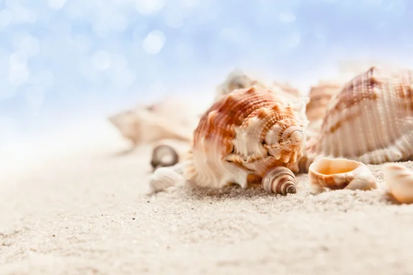 Cockleshells στην άμμο της θάλασσας — Φωτογραφία Αρχείου