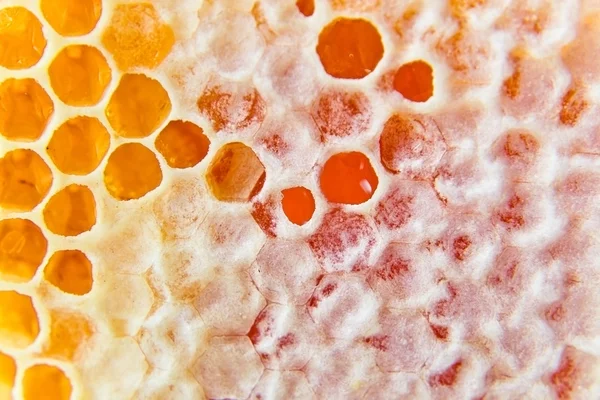 Honeycomb with honey — Stock Photo, Image