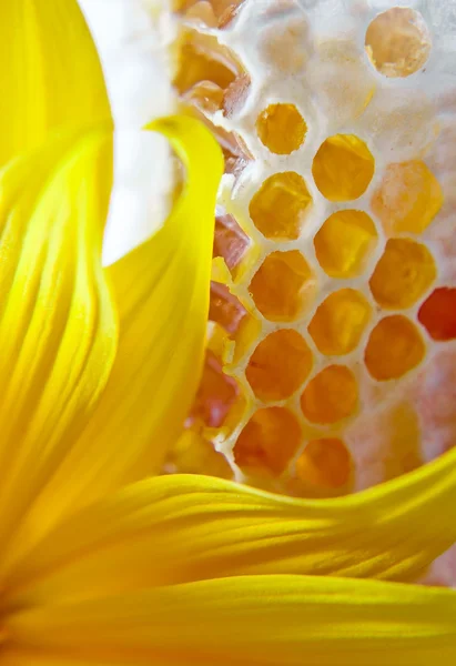 Honing en geel bloem — Stockfoto