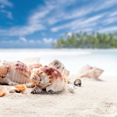 deniz kum üzerinde cockleshells