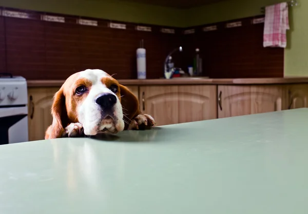 Hond in keuken — Stockfoto