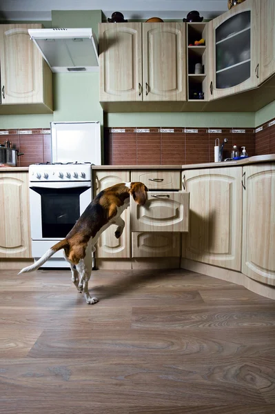Hund in der Küche — Stockfoto