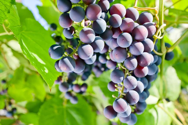 Uva vermelha na vinha — Fotografia de Stock