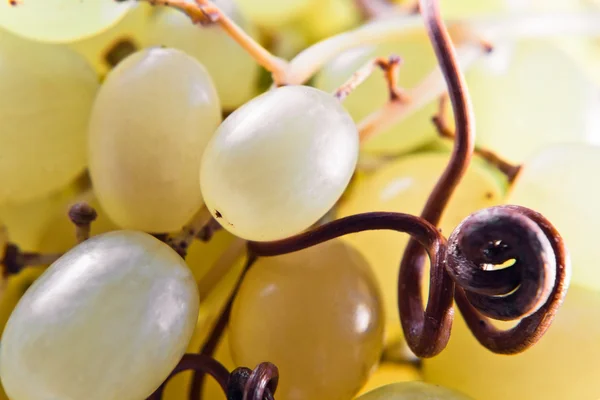 Gros plan d'un bouquet de raisins — Photo