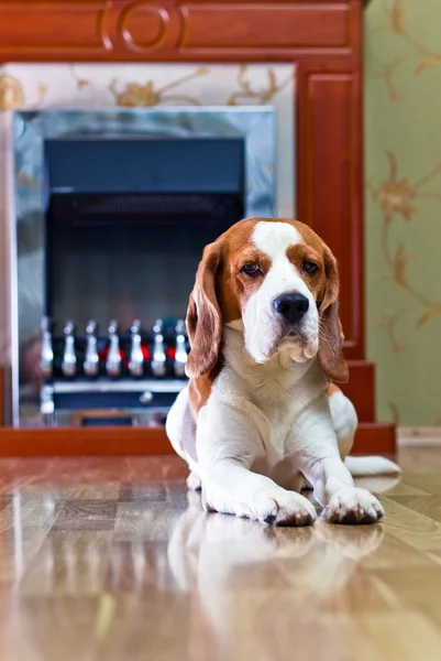 Hond op een vloer — Stockfoto