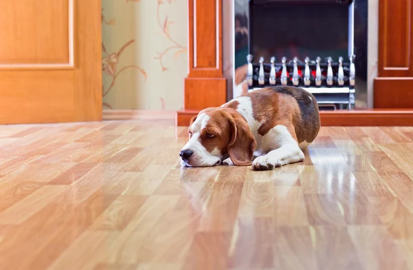 Hund auf dem Fußboden lizenzfreie Stockfotos