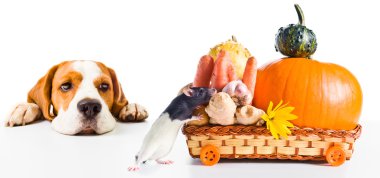 bir sıçan ürünleri alır gibi köpek gözlemler