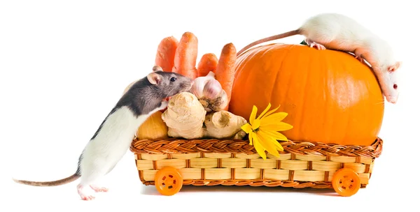 Rats aux légumes mûrs — Photo