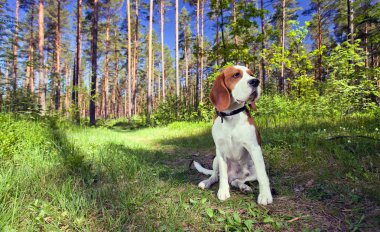 Beagle orman