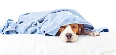 Hasta köpek.