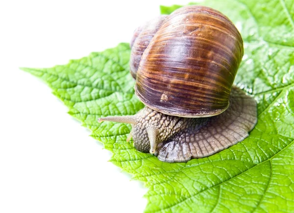 緑のブドウの葉を食べるカタツムリ — ストック写真